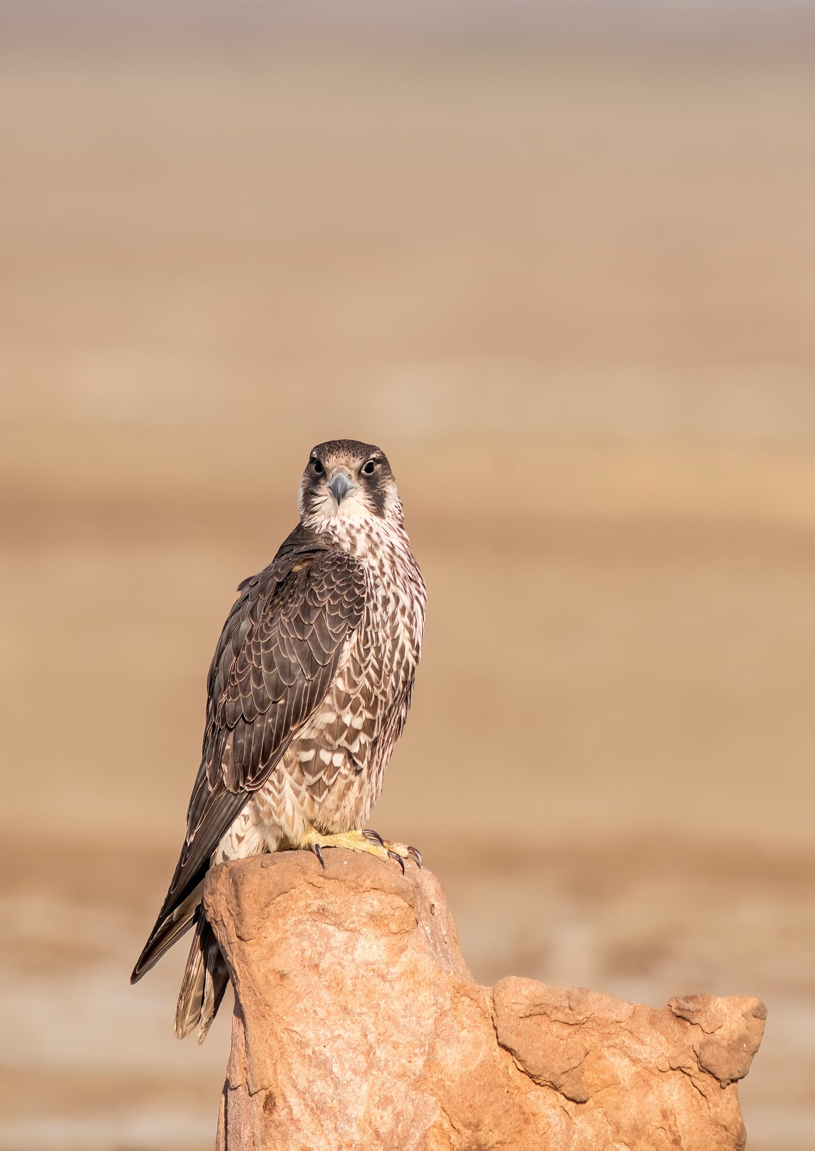 Peregrine falcon perched on a desert rock